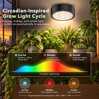 Circadian grow light with automatic sunrise to sunset light cycle