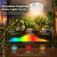 Circadian grow light with automatic sunrise to sunset light cycle