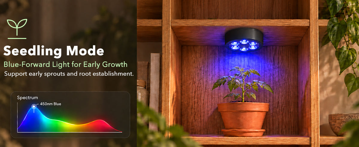 Blue spectrum seedling mode grow light for early plant growth