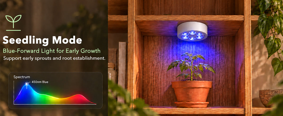 Blue indoor plant puck light for early sprouts on wooden bookshelf